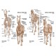 Manual Leonardo Horses